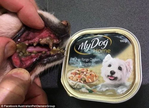 澳洲知名宠物食品被指毫无价值,甚至危害健康 数千狗主表示担忧