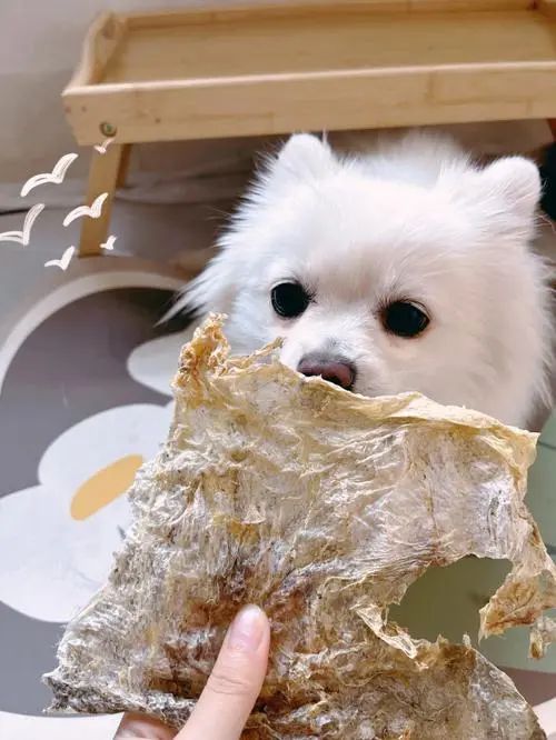 宠物食品哪个品牌好 宠物食品的分类你知道多少